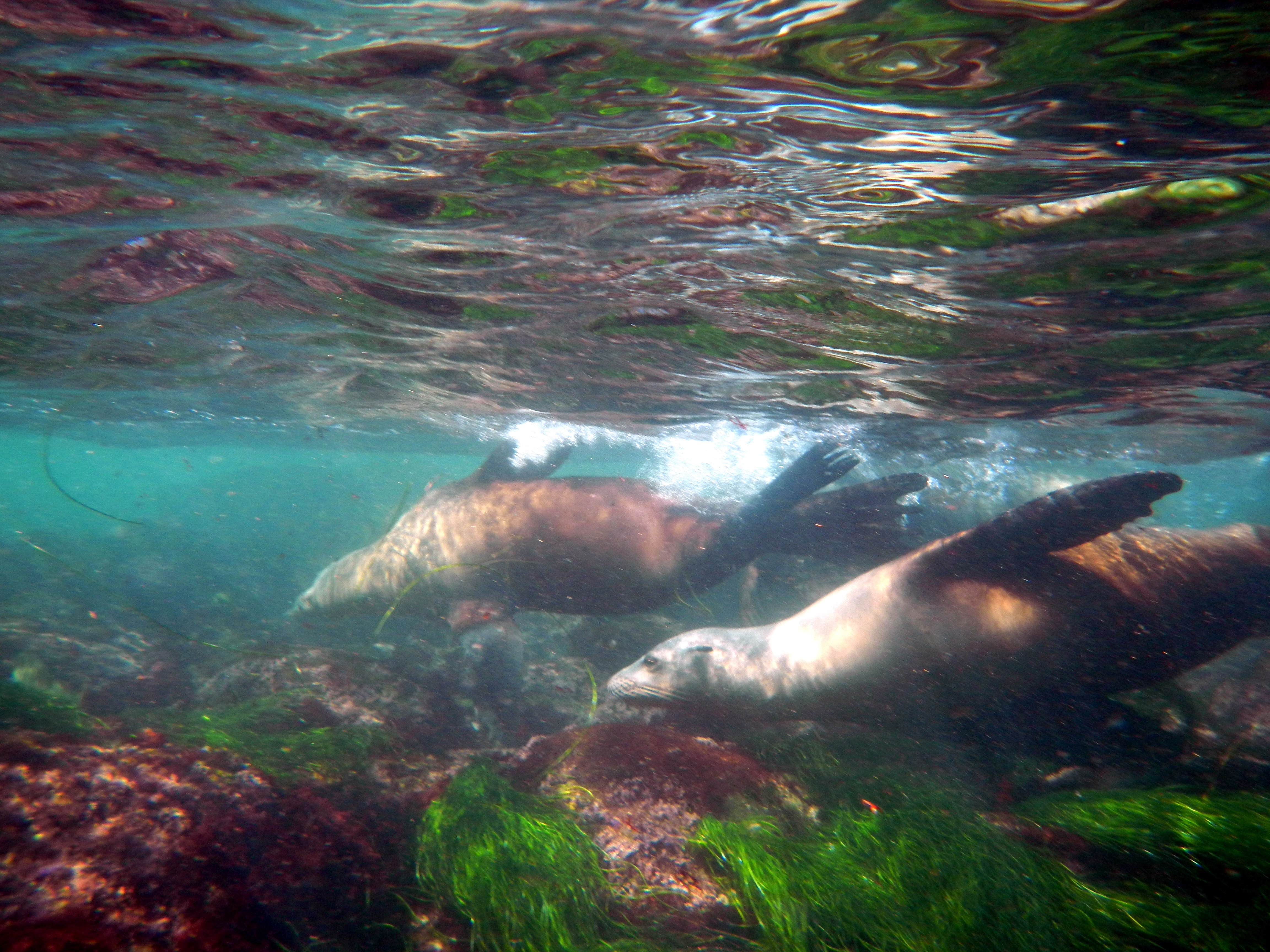 Sea Lions at La Jolla Cove